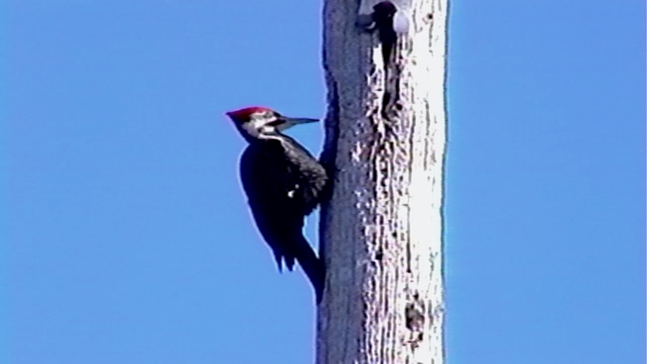 Woodpecker video